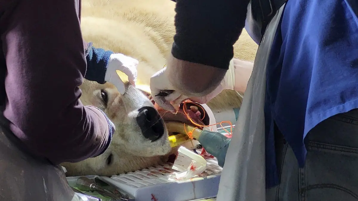 Eisbär Milana hatte im Erlebniszoo Hannover zuletzt keine leichte Zeit. Das Tier habe unter Zahnproblemen gelitten - am Ende kommt die Bärin nicht um eine aufwendige Operation mit Narkose herum. Wie das abgelaufen ist und wie es ihr jetzt geht.