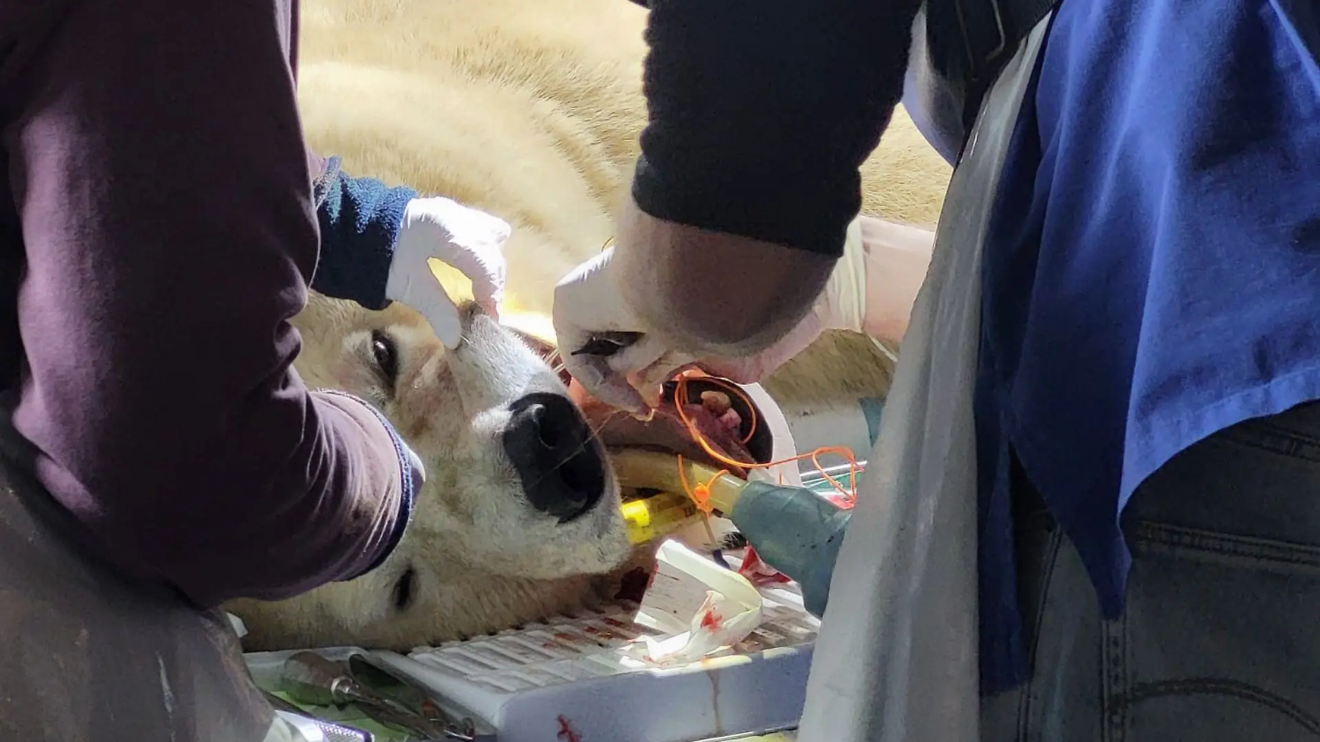 Eisbär Milana hatte im Erlebniszoo Hannover zuletzt keine leichte Zeit. Das Tier habe unter Zahnproblemen gelitten - am Ende kommt die Bärin nicht um eine aufwendige Operation mit Narkose herum. Wie das abgelaufen ist und wie es ihr jetzt geht.