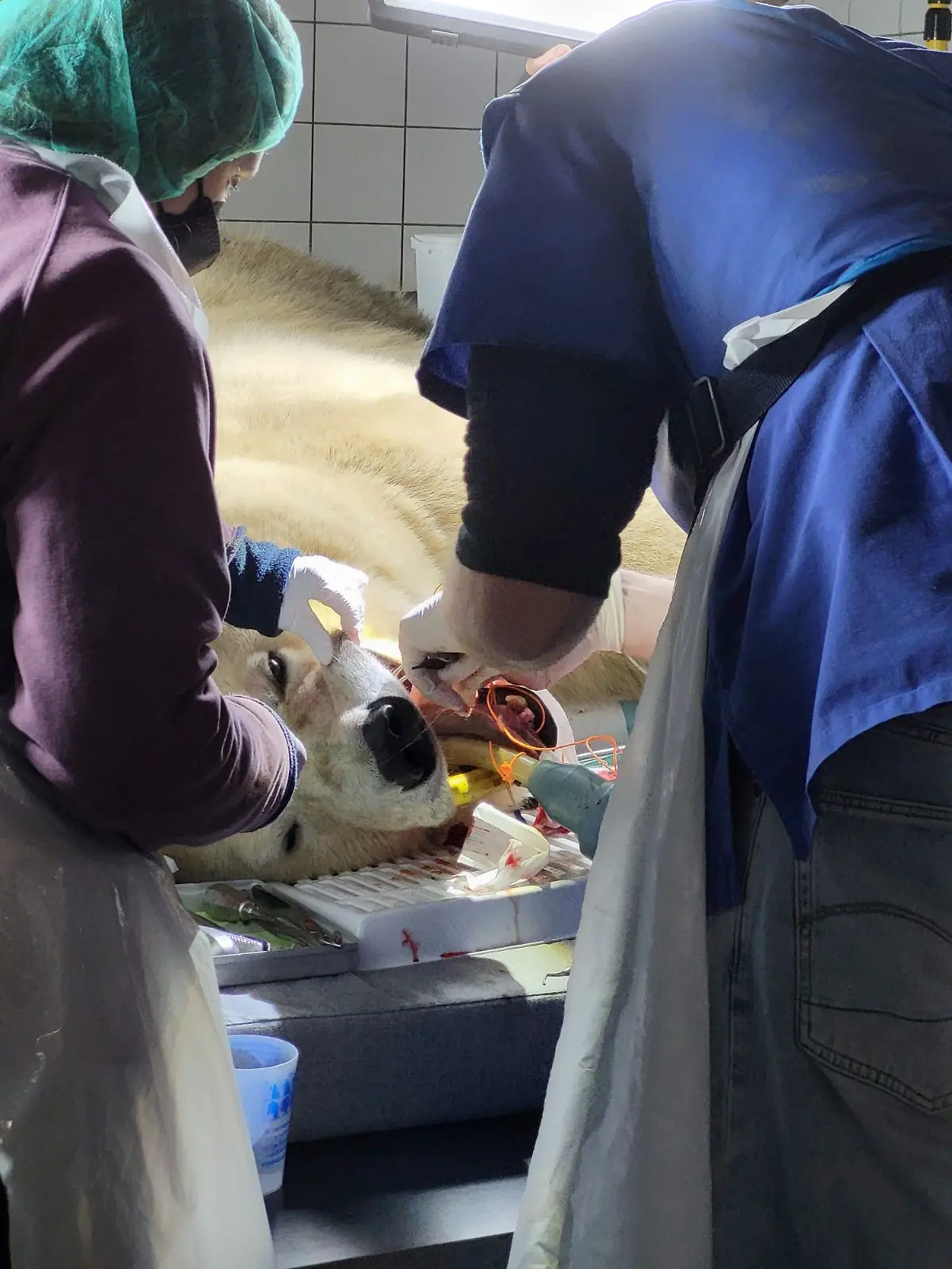 Eisbär Milana hatte im Erlebniszoo Hannover zuletzt keine leichte Zeit. Das Tier habe unter Zahnproblemen gelitten - am Ende kommt die Bärin nicht um eine aufwendige Operation mit Narkose herum. Wie das abgelaufen ist und wie es ihr jetzt geht.