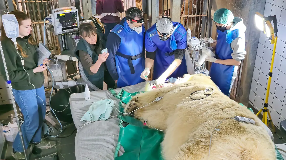 Besonderer Patientin - Eisbärin Milana wurde von den Zoo-Docs und den Expertinnen und Experten der TiHo behandelt - Quelle Erlebnis-Zoo Hannover.jpg