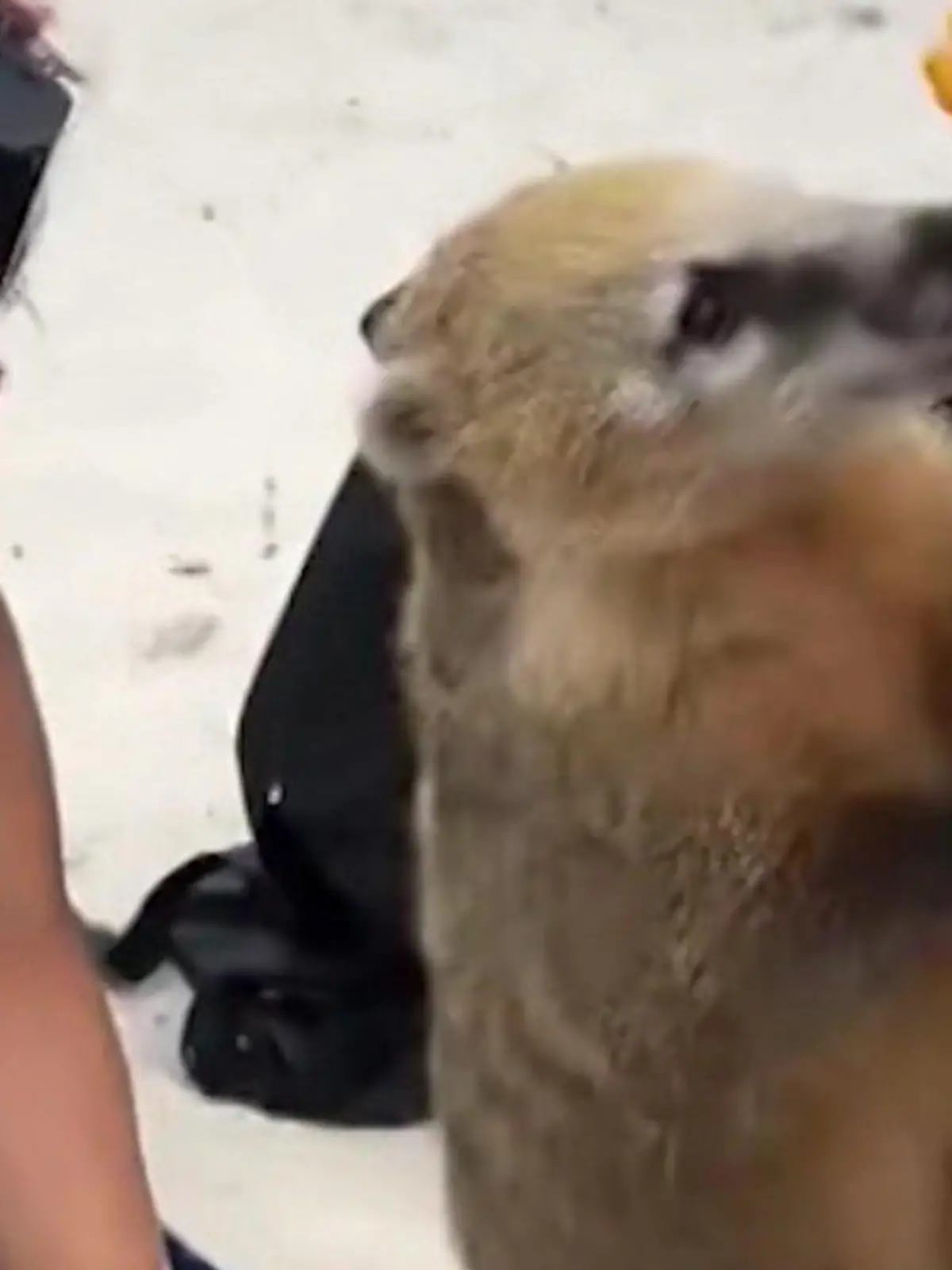 Bild zu: "Nasenbär crasht Strandparty – dafür gibt er alles"