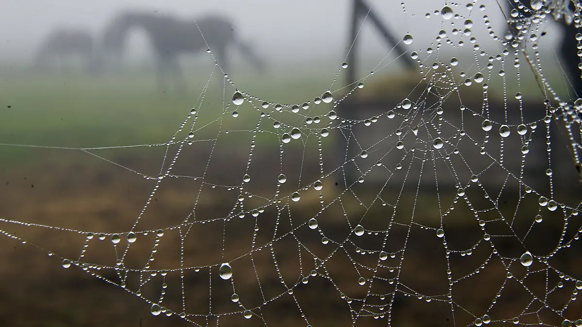 Ein Spinnennetz mit Tautropfen ist am Zaun einer Pferdekoppel zu sehen. 