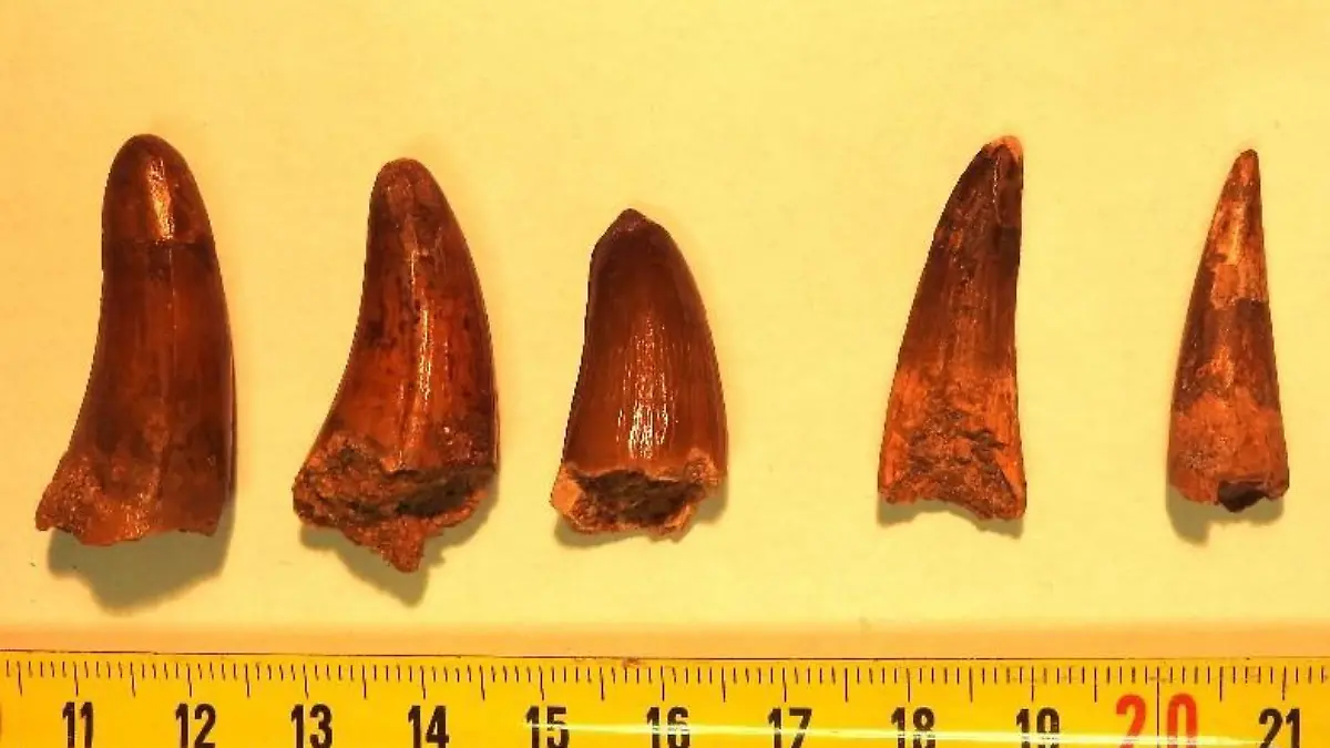 Mehrere Dinosaurierzähne liegen zur Untersuchung auf einer Unterlage.