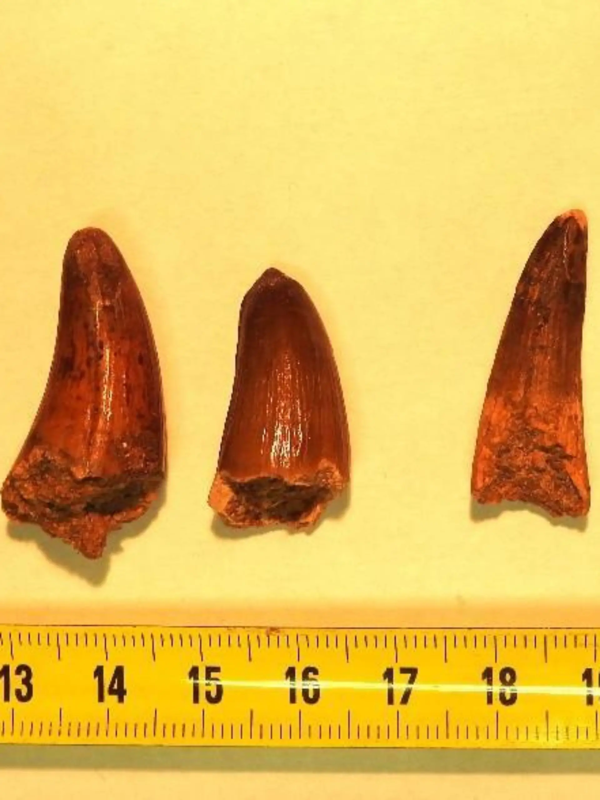 Mehrere Dinosaurierzähne liegen zur Untersuchung auf einer Unterlage. 