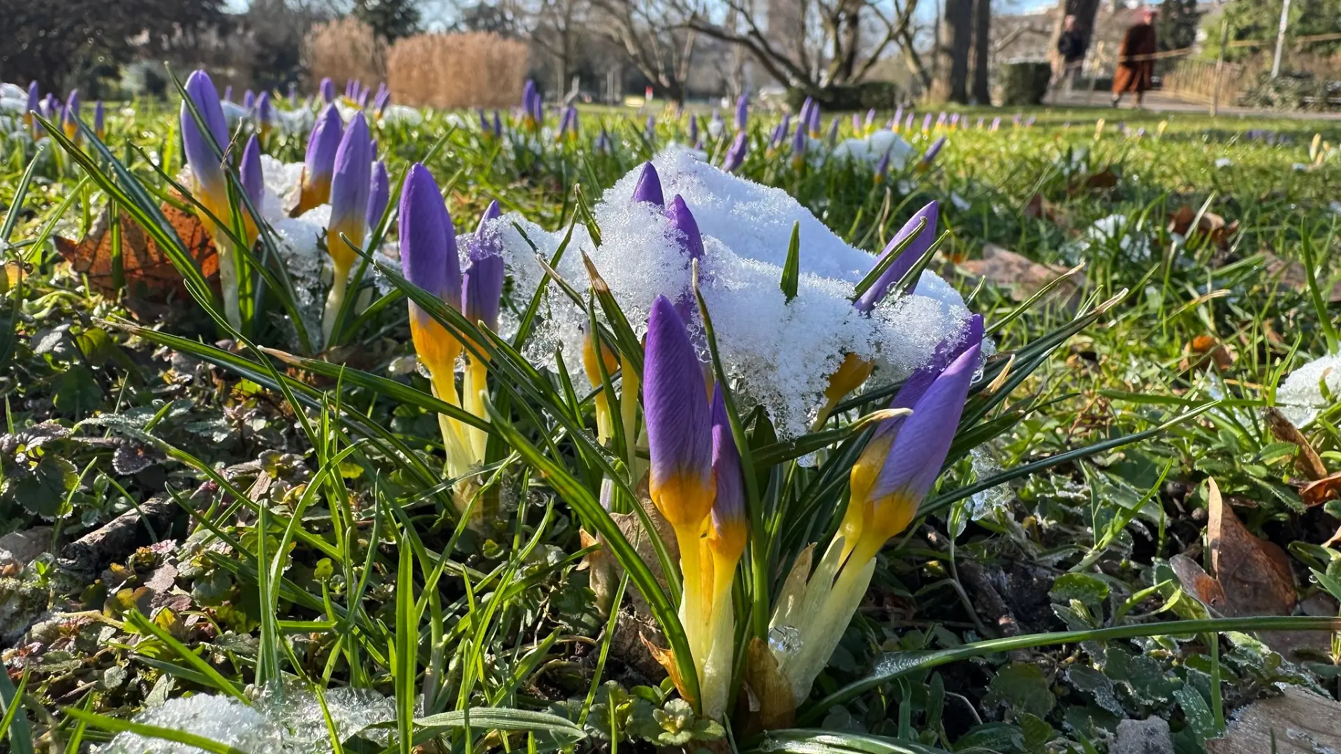Mit den nächsten Sonnenstrahlen wird auch die Zahl der Frühlingsvorboten wie der Krokusse in Baden-Württemberg steigen. (Symbolbild)