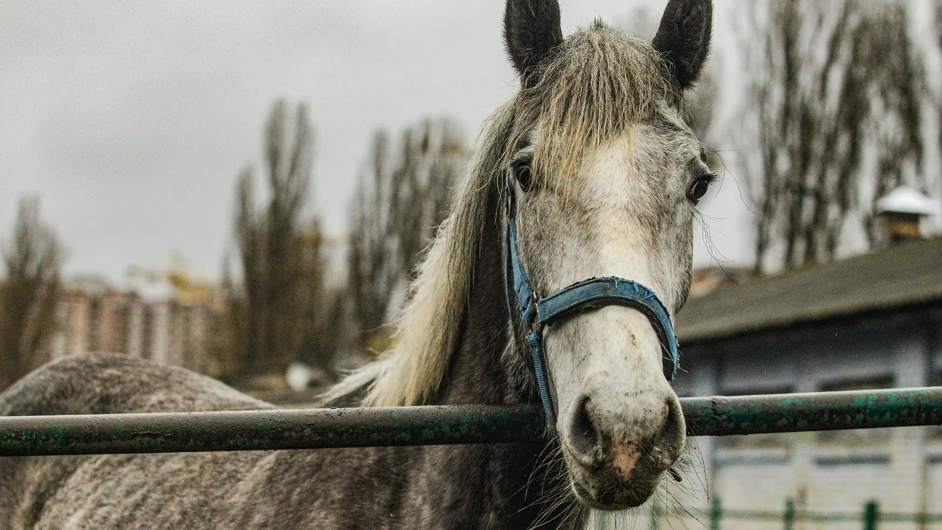 KYIV, UKRAINE - APRIL 2, 2022 - A horse stays in an enclosure at the Kyiv Racecourse, Kyiv, capital of Ukraine., Credit:Evgen Kotenko / Avalon