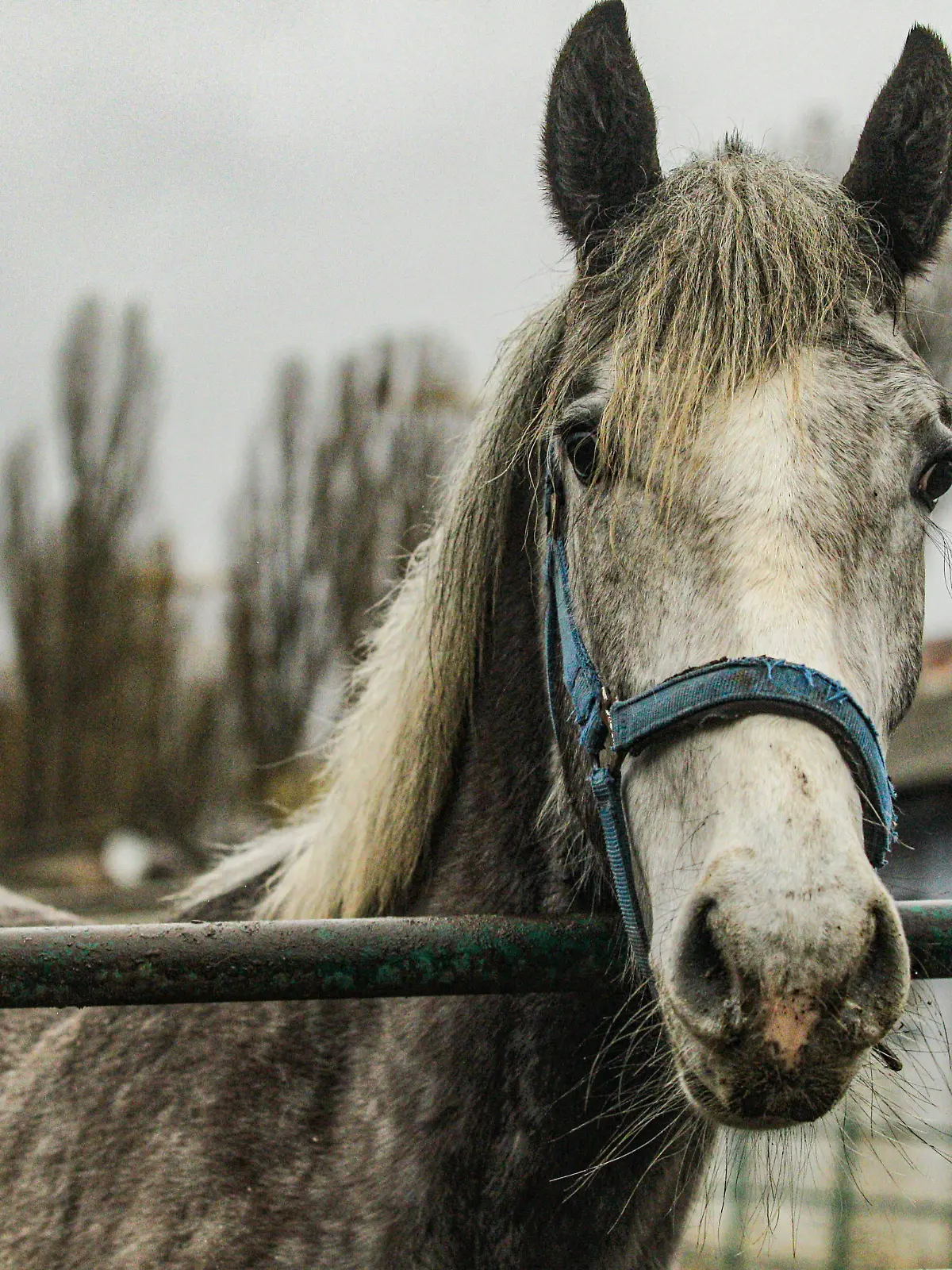 KYIV, UKRAINE - APRIL 2, 2022 - A horse stays in an enclosure at the Kyiv Racecourse, Kyiv, capital of Ukraine., Credit:Evgen Kotenko / Avalon