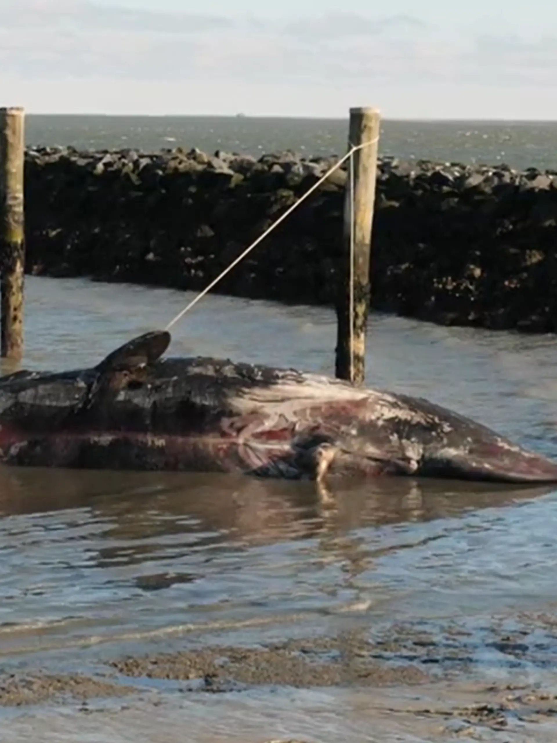 Der tote Pottwal am Strand vor Sylt. 