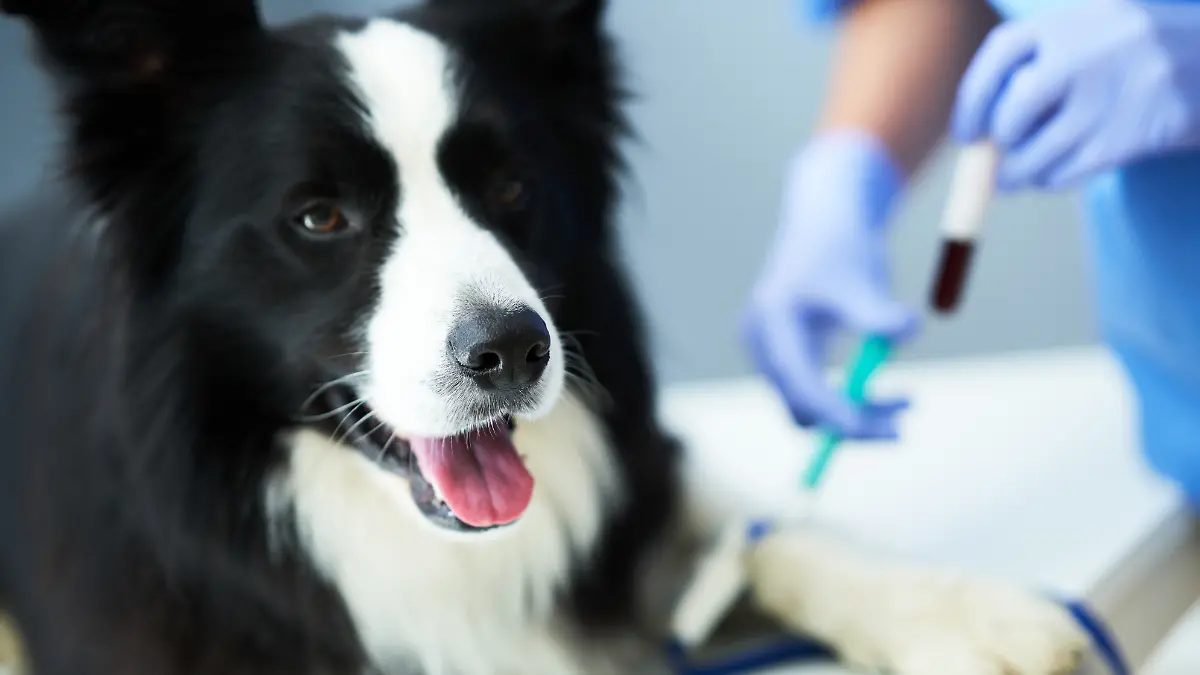 Duo aus Hamm entwickelt Blutspende-App für Hunde und Katzen.