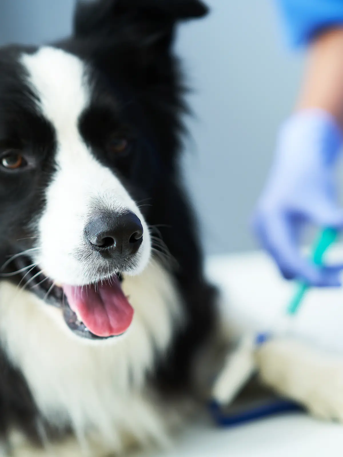 Duo aus Hamm entwickelt Blutspende-App für Hunde und Katzen.