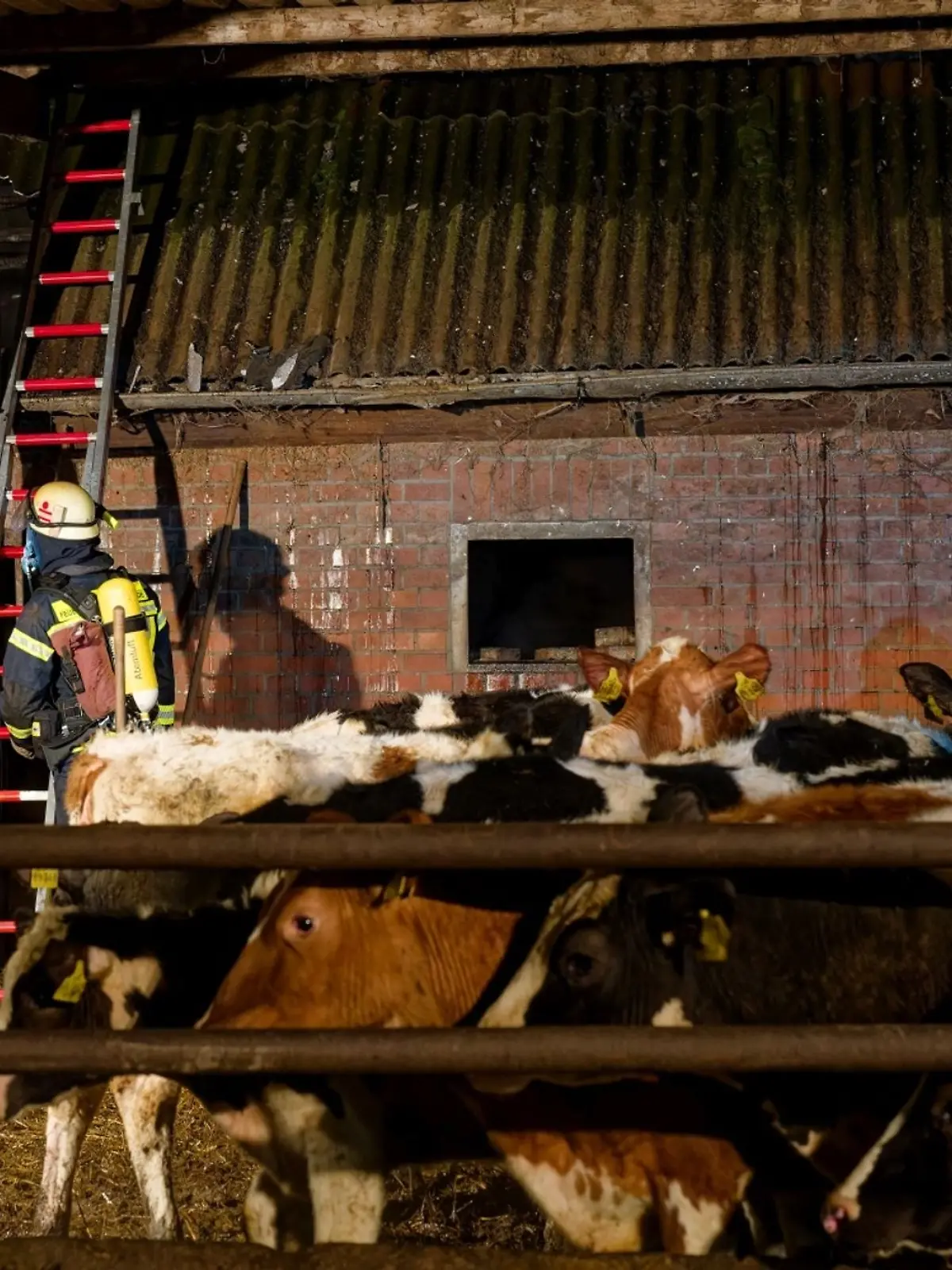 Bild zu: "Sieben Kälber sterben bei Brand in Kuhstall"