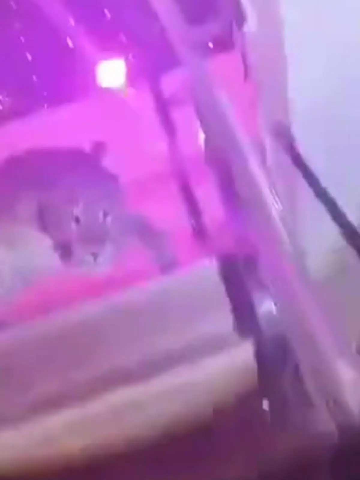 Bild zu: "Panik auf Hochzeit! Wütender Leopard wird zum Party-Crasher"