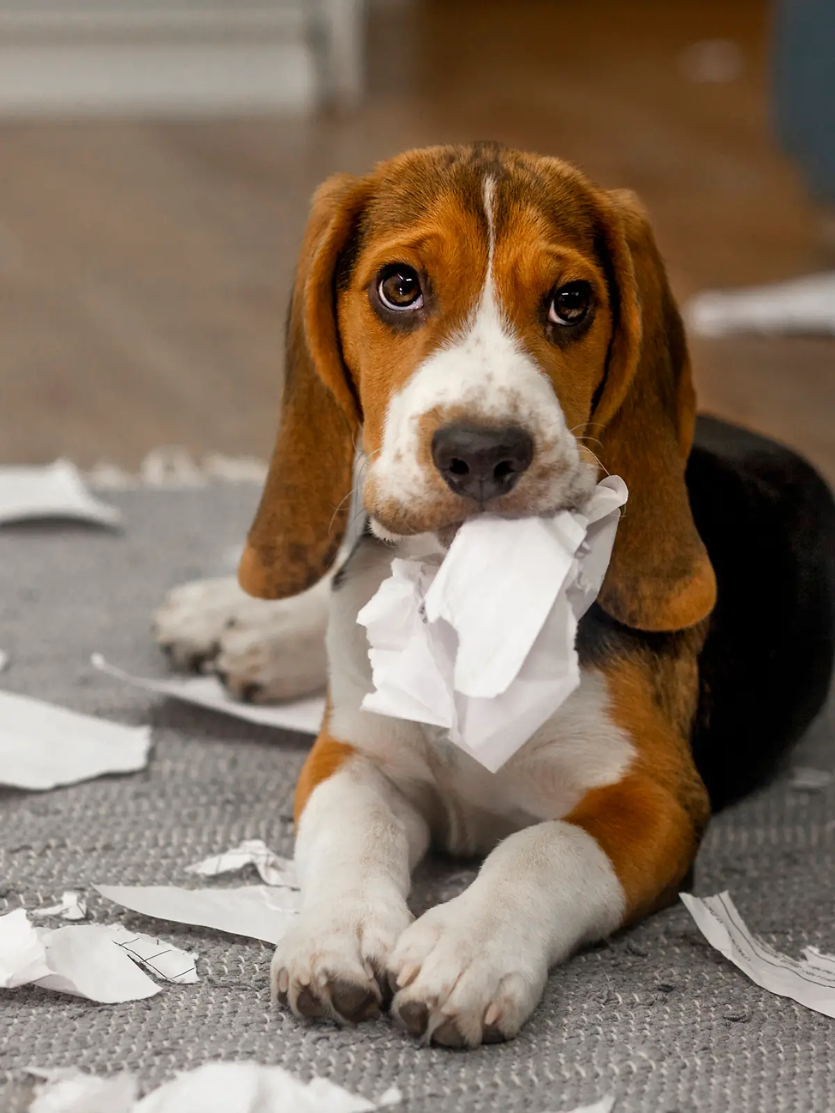 Wenn der Hund wichtige Dokumente zerstört, kann eine Haftpflichtversicherung nötig werden.