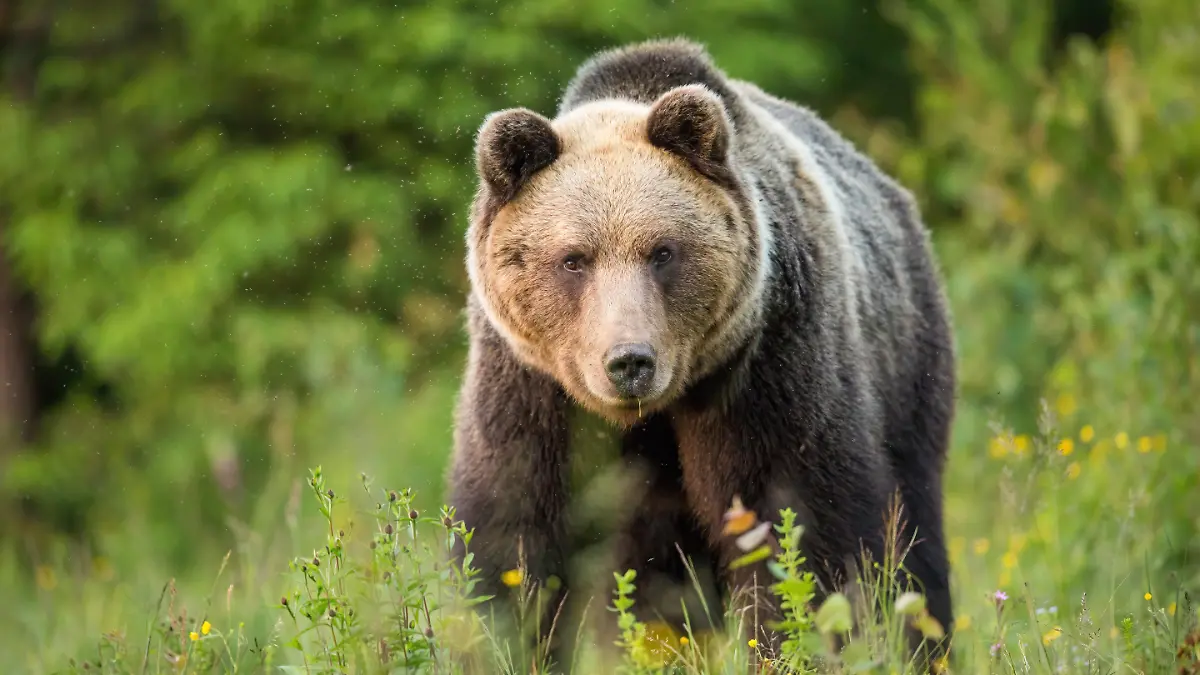 Braunbär, ursus arctos, starrt auf einer grünen Wiese von vorne in eine Kamera. Fauna des Nationalparks Hohe Tatra in der Slowakei. Augenkontakt mit gefährlichem Wildtier.