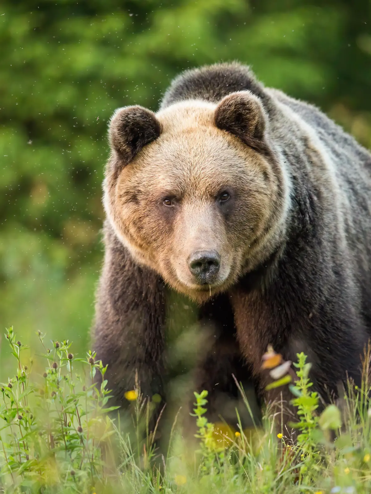 Braunbär, ursus arctos, starrt auf einer grünen Wiese von vorne in eine Kamera. Fauna des Nationalparks Hohe Tatra in der Slowakei. Augenkontakt mit gefährlichem Wildtier.