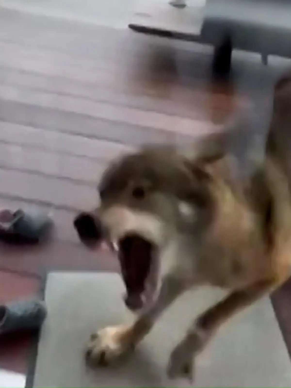 Mitten in Mönchengladbach! Wolf fletscht Zähne vor Familie