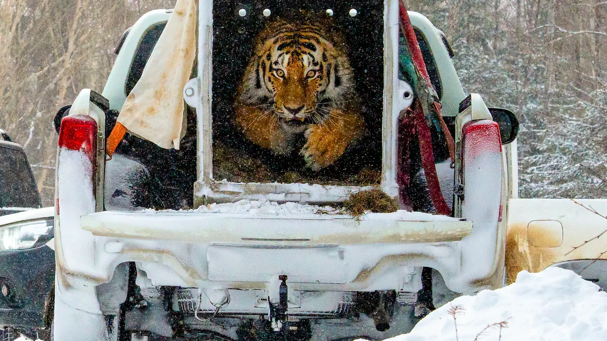 Sibirischer Tiger wird ausgewildert