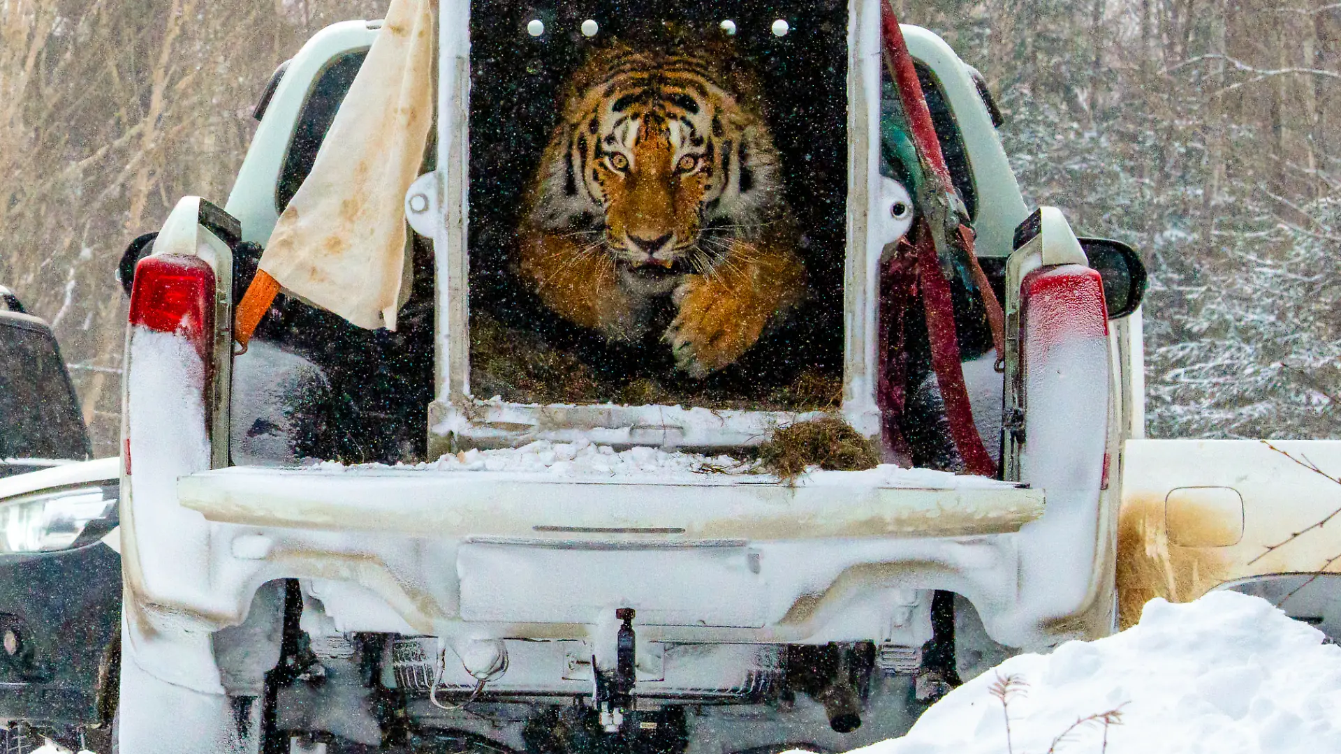 Sibirischer Tiger wird ausgewildert