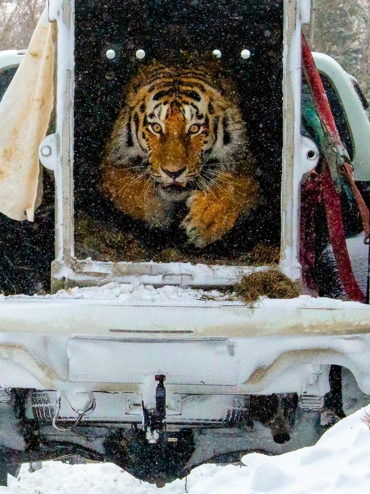 Sibirischer Tiger wird ausgewildert 