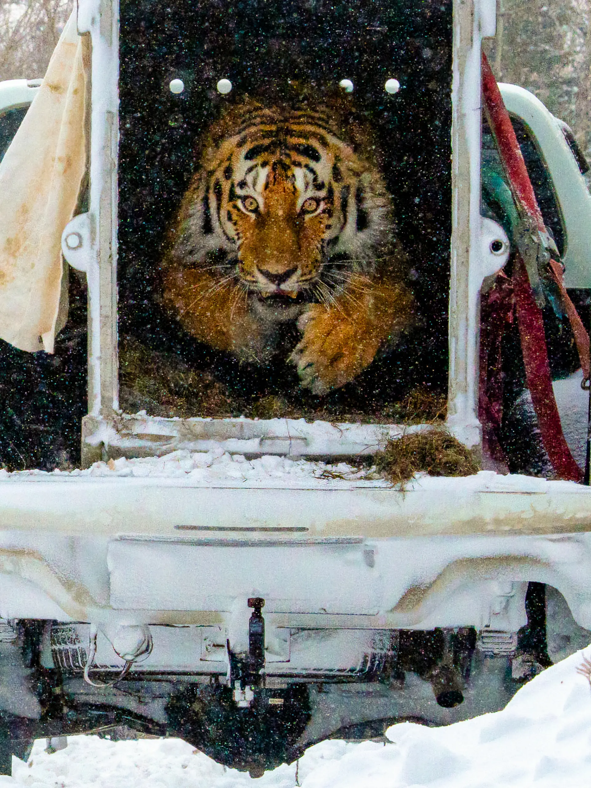 Sibirischer Tiger wird ausgewildert 
