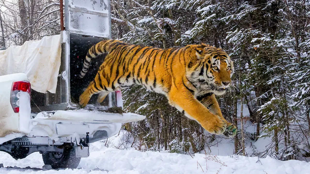 Sibirischer Tiger springt in die Freiheit