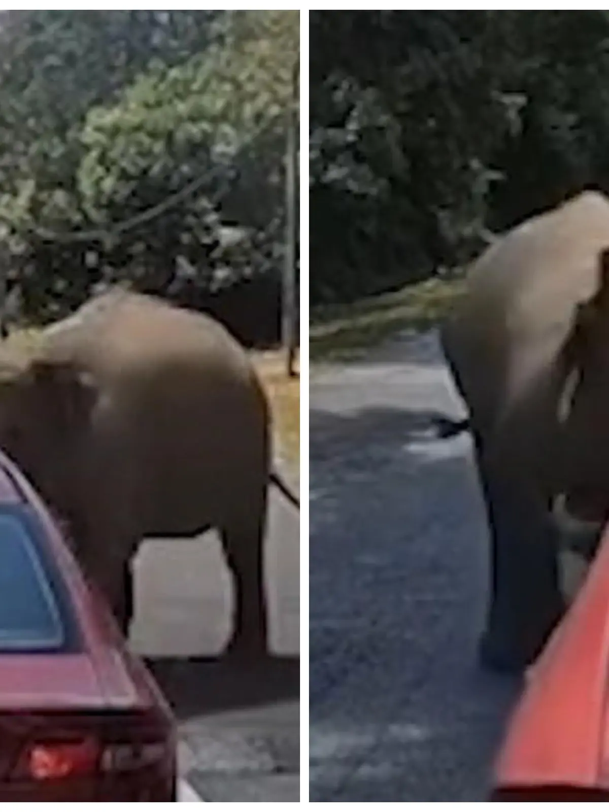 Fotokollage: Links der Elefant greift von rechts das Auto an, rechts der Elefant schlägt mit seinem Kopf von links auf das Auto ein.