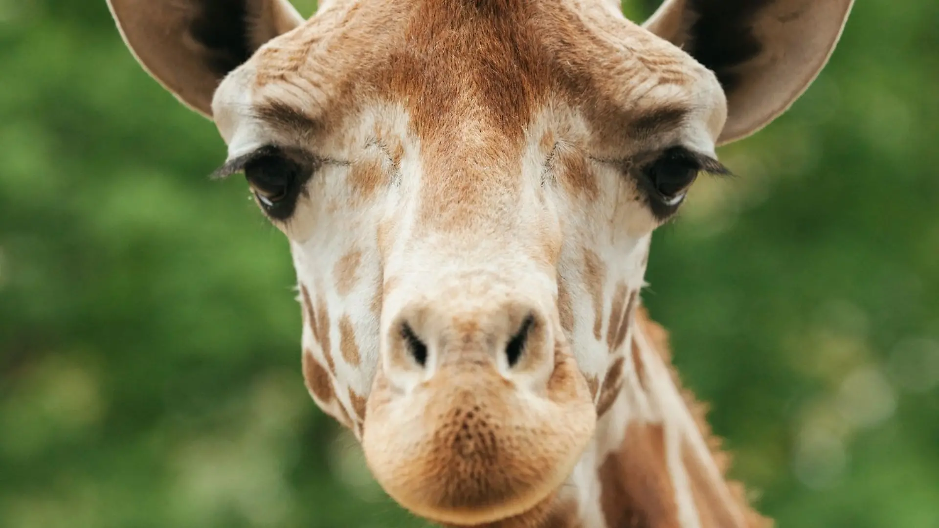 Der 13-jährige Giraffenbulle Max sei nach einer spielerischen Auseinandersetzung mit einem Artgenossen gestürzt, teilte der Zoo mit (Handout).