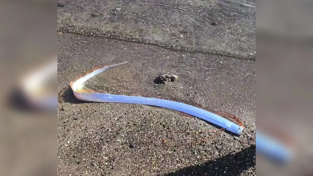 Dieser Riemenfisch wurde an einem Strand auf den Kanaren entdeckt.