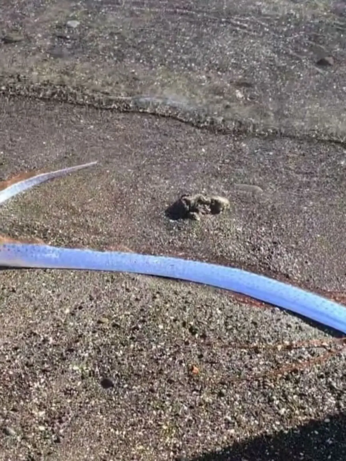Bild zu: "Mysteriöser Fisch angespült"