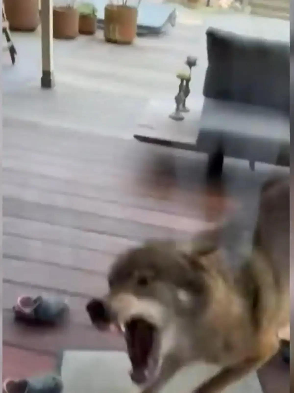 Bild zu: "Wolf auf der Terrasse"