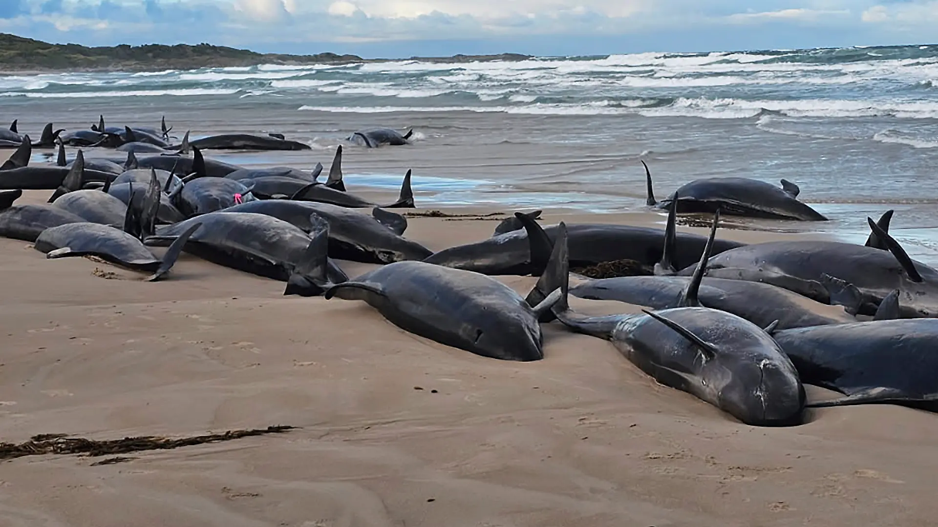 Auf diesem von Jocelyn Flint zur Verfügung gestellten Foto liegen gestrandete Kleine Schwertwale an einem abgelegenen Strand in der Nähe von Arthur River im australischen Inselstaat Tasmanien.