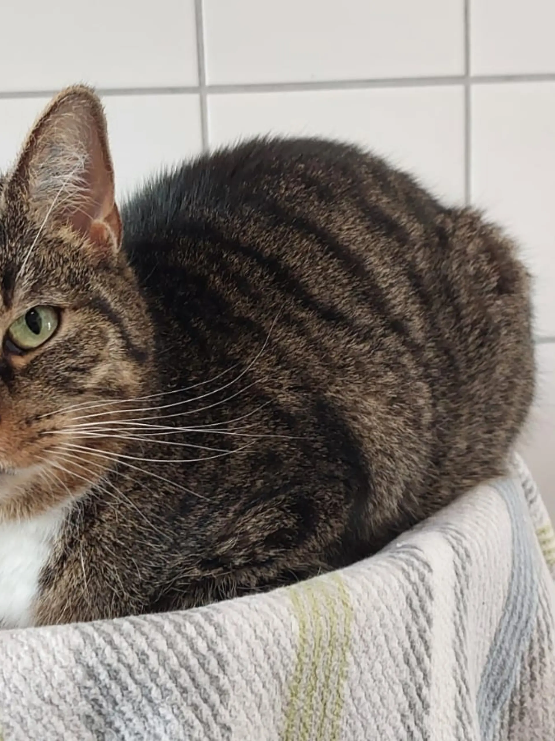 Bild zu: "Katze Maya rieb ihr Mäulchen an Gitterstäben auf"