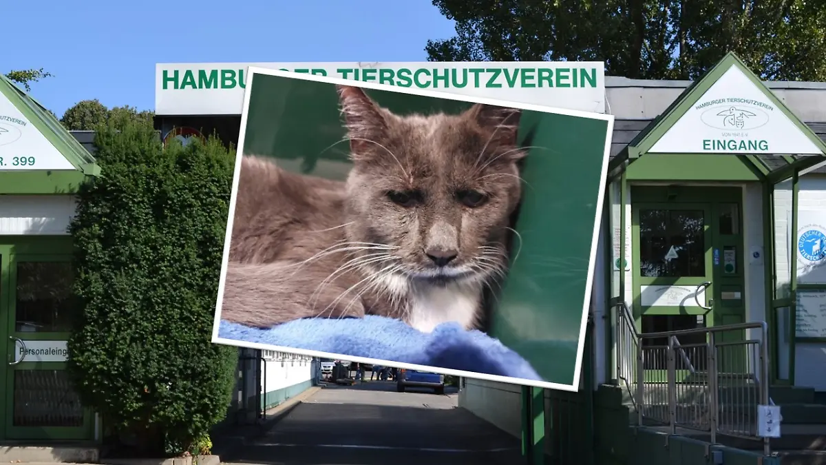 Kater Grisu wurde mit Kabelbindern gefesselt.