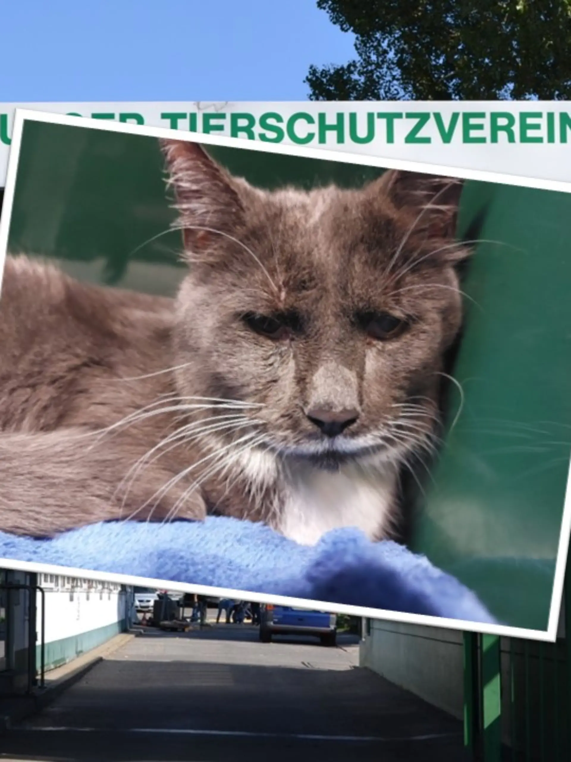Kater Grisu wurde mit Kabelbindern gefesselt. 