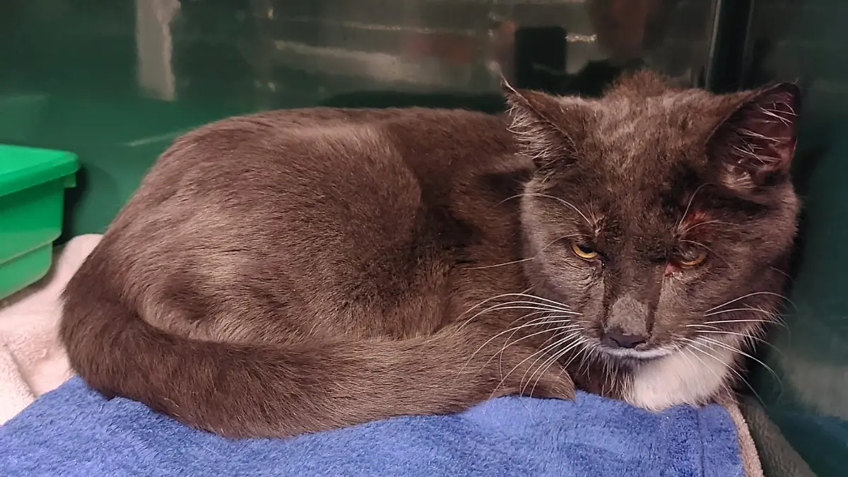 Kater Grisu wurde mit Kabelbindern gefesselt.