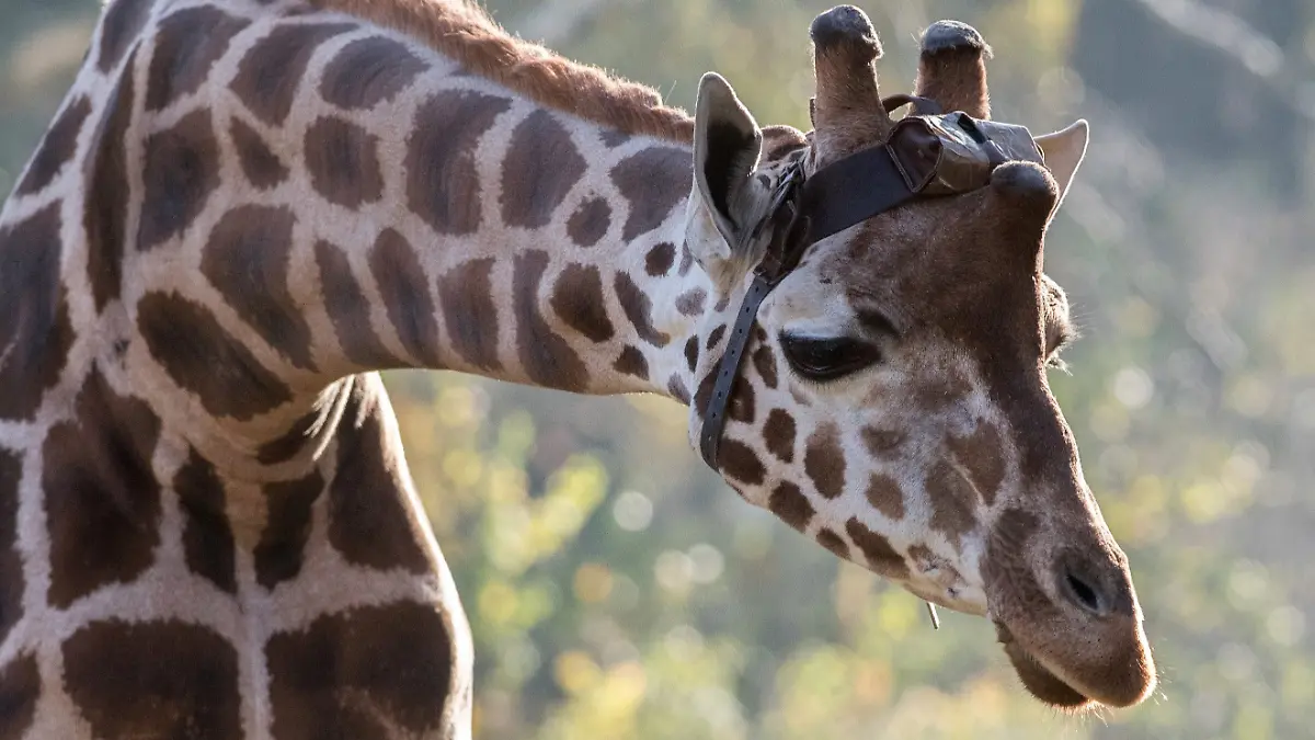 Giraffenbulle Max nach Sturz eingeschläfert.