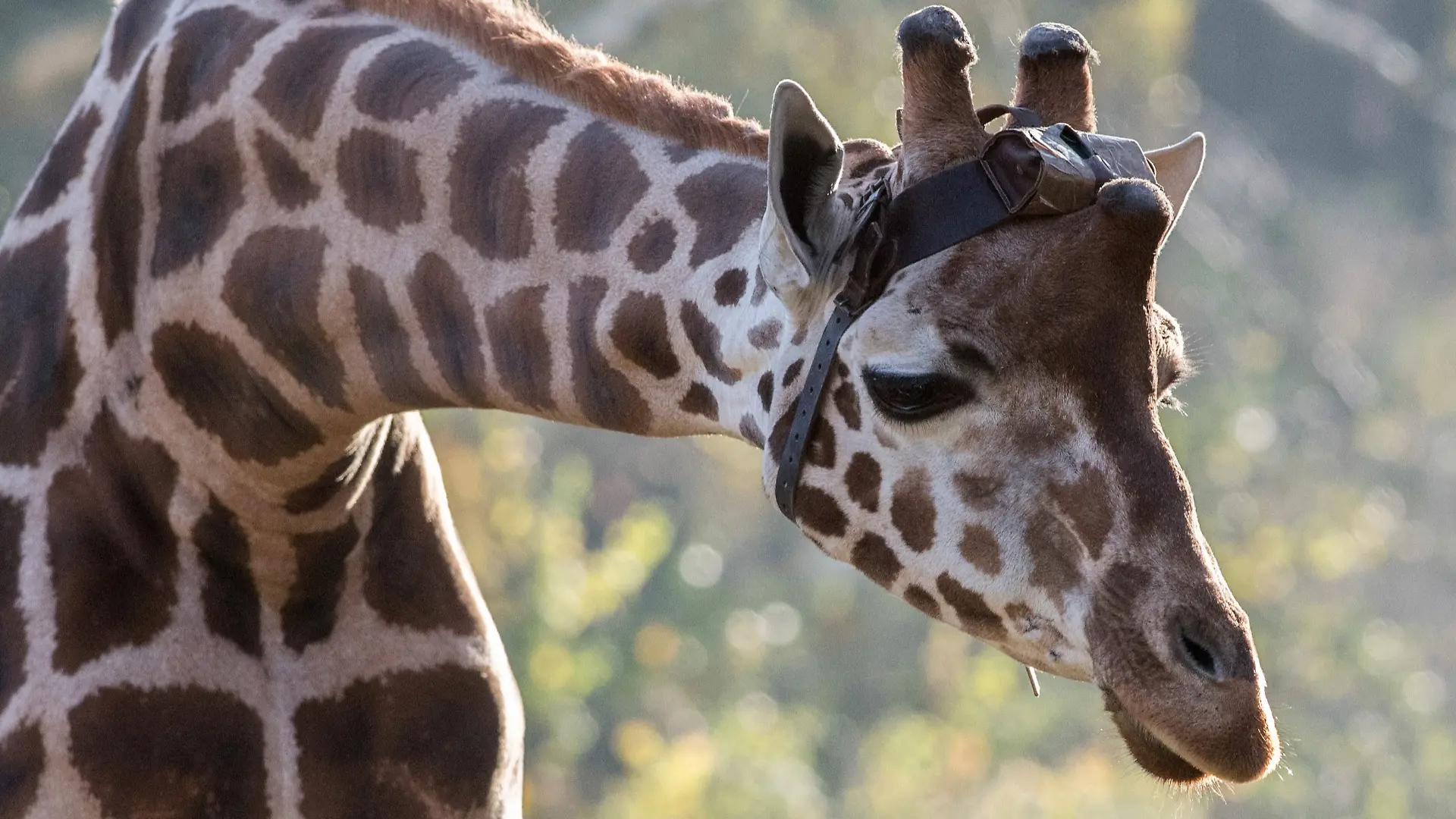 Giraffenbulle Max nach Sturz eingeschläfert.