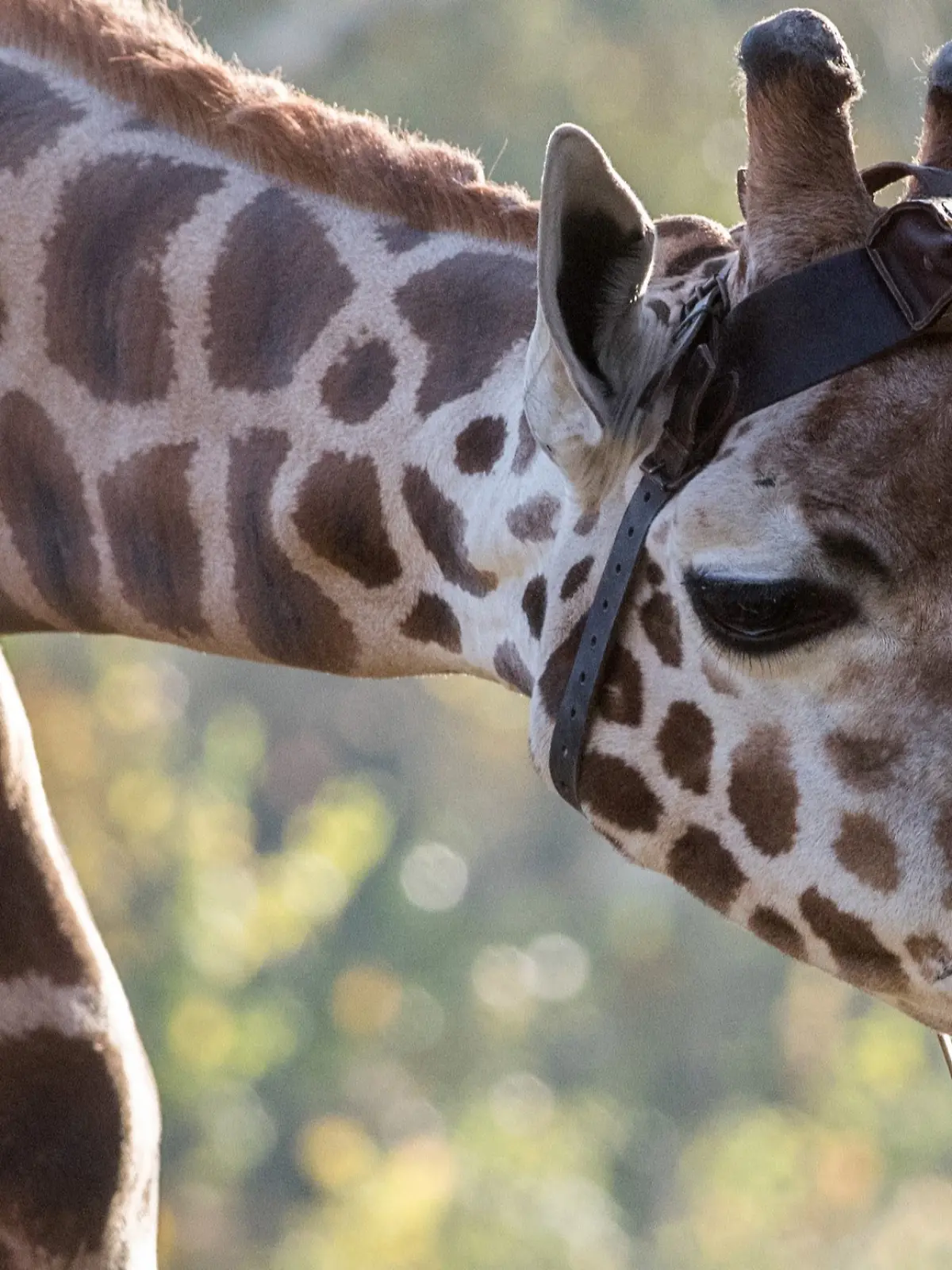 Giraffenbulle Max nach Sturz eingeschläfert.