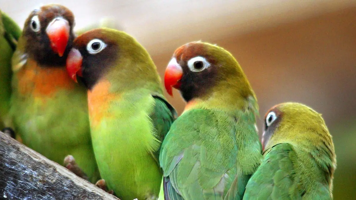 Sperlingspapageien mit schwarzer Zeichnung im Gesicht, aufgenommen am 13.2.2003 im Marwell Zoo nahe Winchester in Großbritannien. Die vom Aussterben bedrohten Papageienart, die auf englisch "lovebirds" heißt, sind als Geschenk oder Symbol zum Valentinstag (14.2.) beliebt. Der männliche Vogel widmet seiner Partnerin sehr viel Aufmerksamkeit und Zuneigung und für das gegenseitige Putzen der Gefieder nehmen sich die lovebirds ausgiebig Zeit.