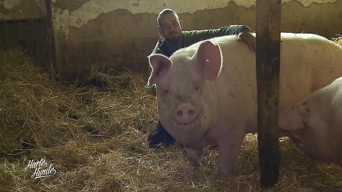 Warum Musik für die Schweine ein Muss ist Tierisch gut drauf