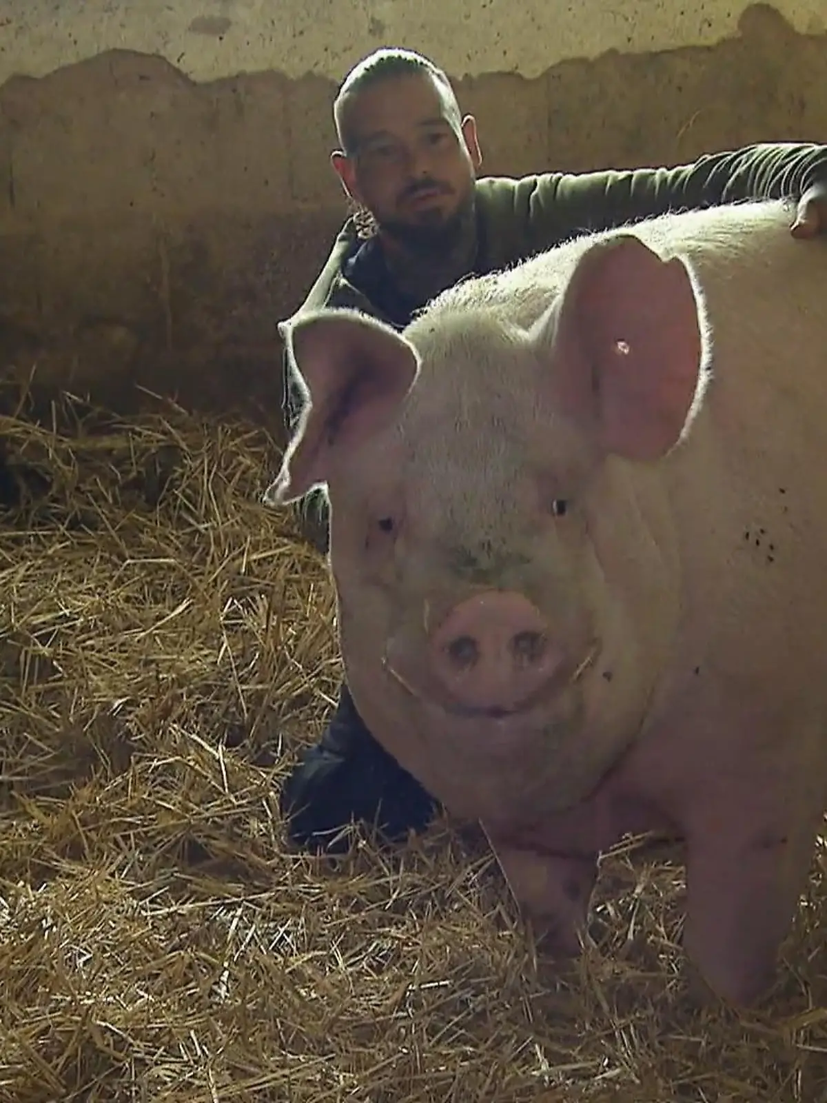 Bild zu: "Warum Musik für die Schweine ein Muss ist"