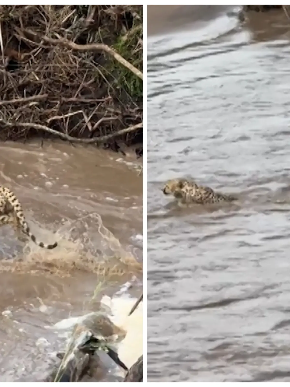 Fotokollage: Links zwei Geparden, die ins Wasser springen, rechts ein Krokodil, was sie verfolgt.