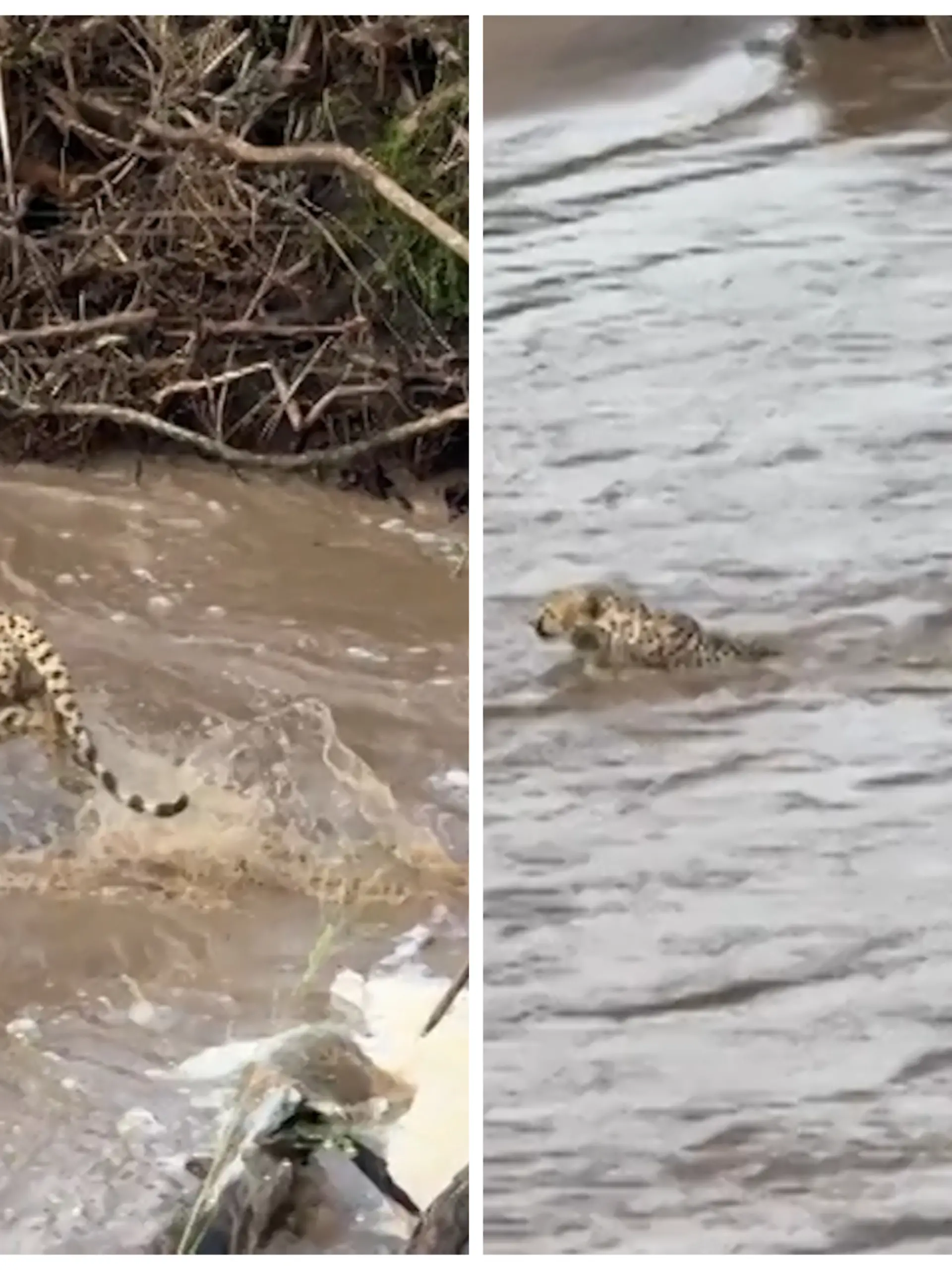 Fotokollage: Links zwei Geparden, die ins Wasser springen, rechts ein Krokodil, was sie verfolgt.