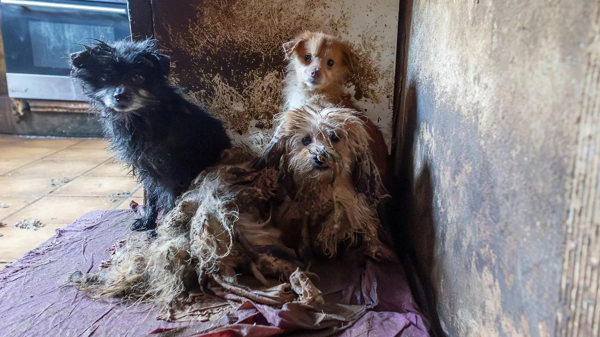 Die Hunde hausten in Dreck und Schmutz in einem unbewohnten Haus in Bad Iburg, 