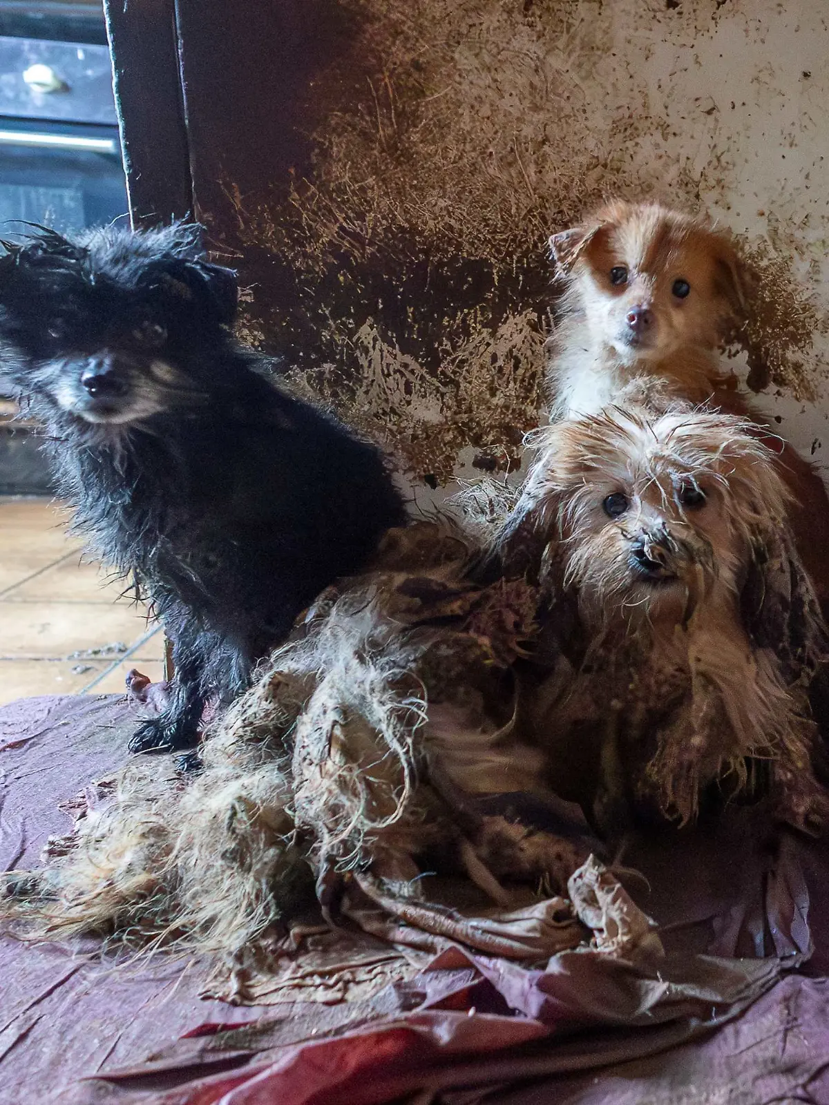 Die Hunde hausten in Dreck und Schmutz in einem unbewohnten Haus in Bad Iburg, 