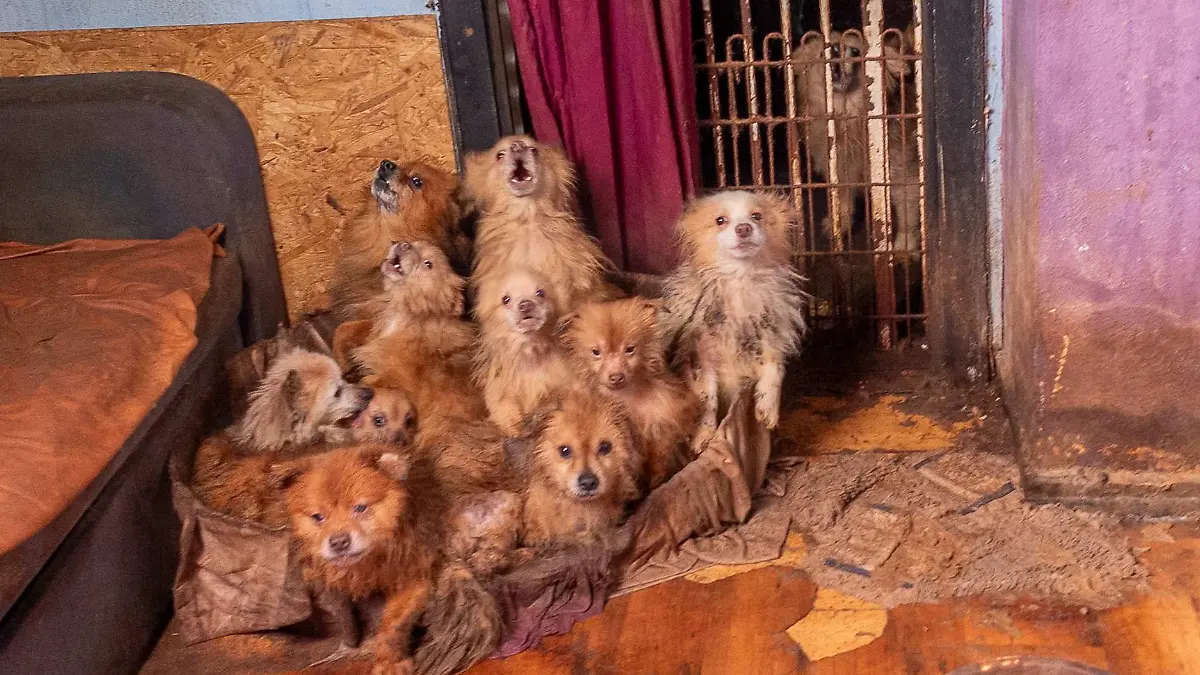 Über 40 Hunde wurden aus der extremen Vernachlässigungshaltung gerettet.