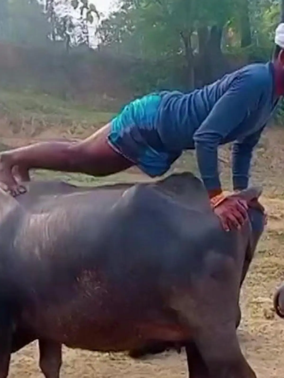 Ein indischer Bauer macht Liegestütze auf seinem Stier.