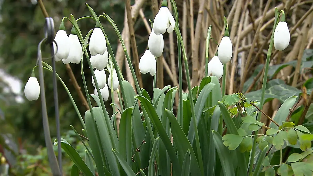 Schneeglöckchen-Fans kommen auf ihre Kosten Arboretum Park Härle in Bonn