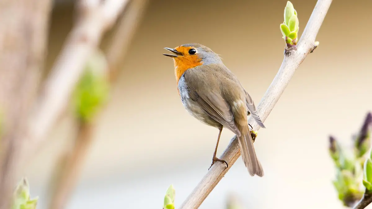 Gefiederte Nacharn - Unsere Gartenvögel 