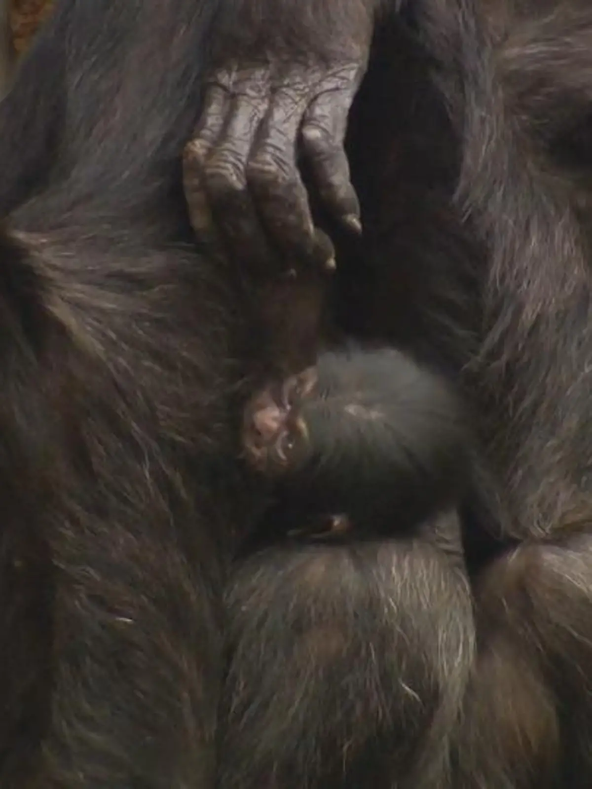 Bild zu: "Schimpansenmama zeigt stolz ihr Baby"
